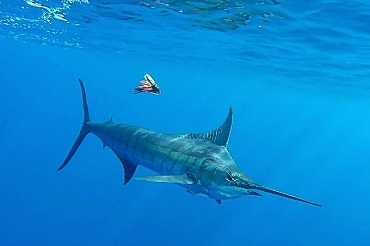 stripe marlin under water