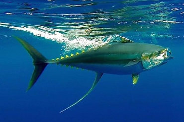 tuna under water