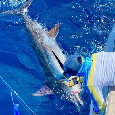 deckhand releasing marlin by the boat